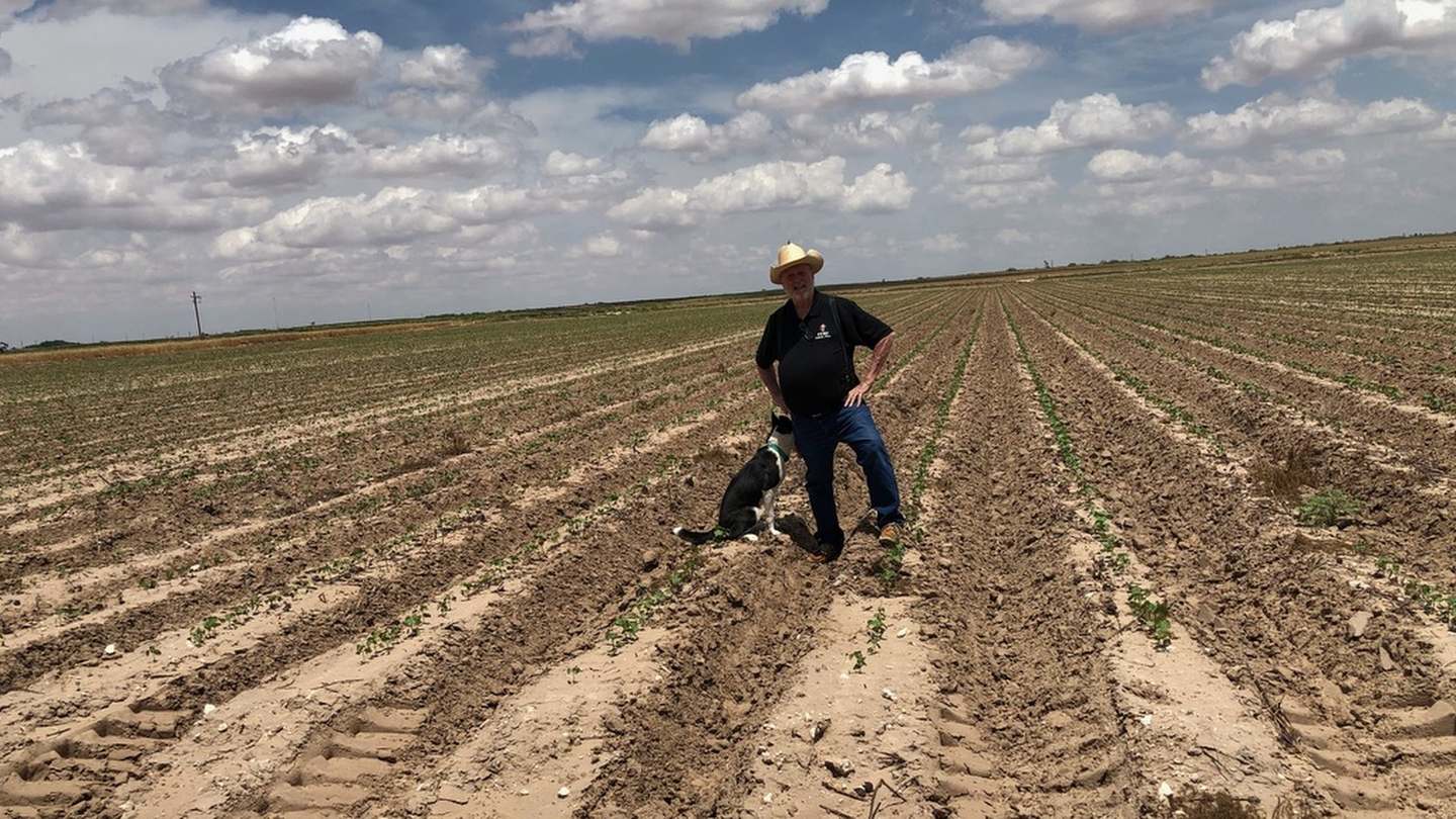 A farmer and his dog stand on the turnrow between young cotton rows in West Texas — the strip left unplanted so equipment can turn and start the next pass.